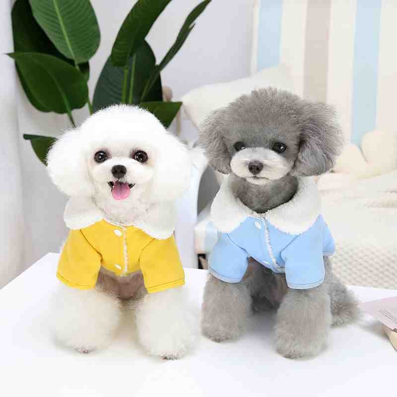 Winter yellow and blue dog clothes with Chinese words