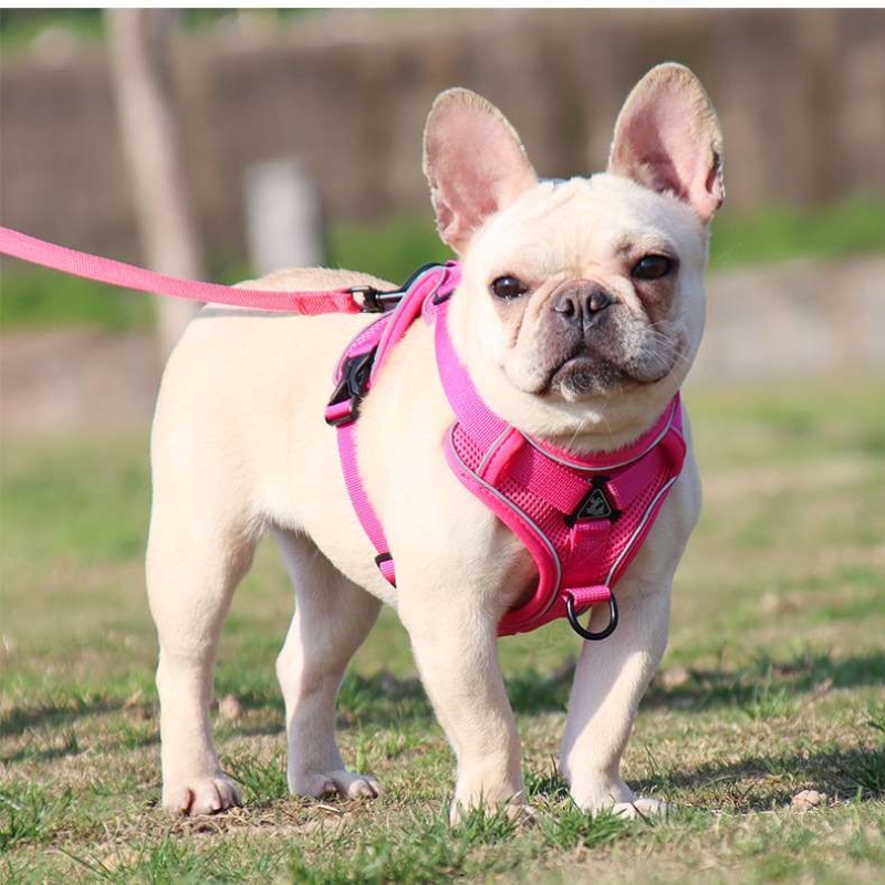 Sandwich Mesh blue red grey rosered green brown harness and leash