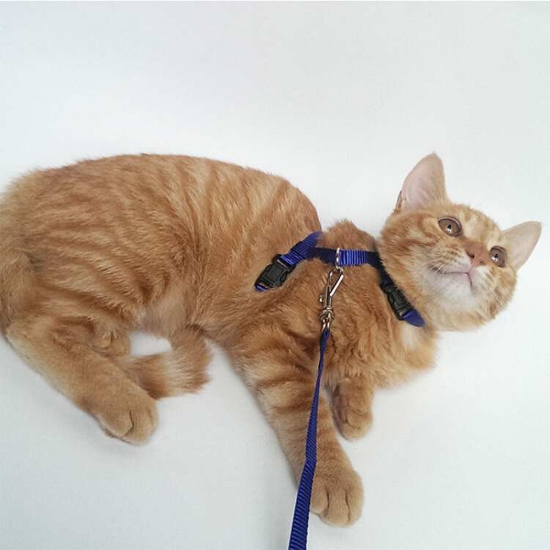 Factory direct I-shaped cat leash