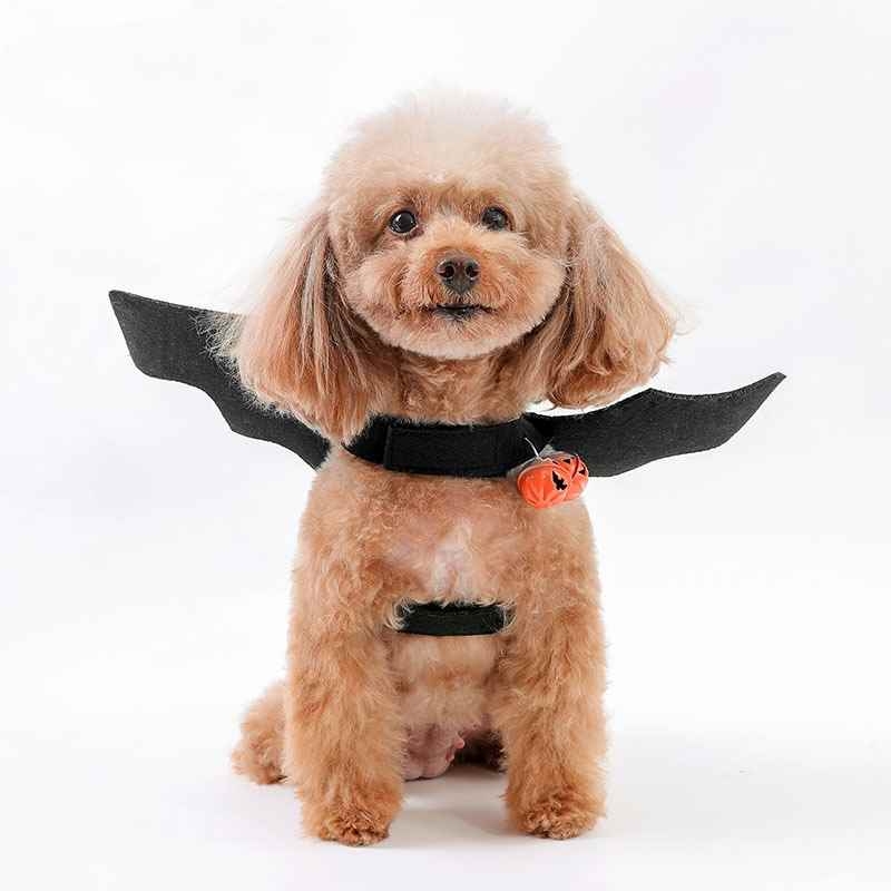 Halloween pet costumes